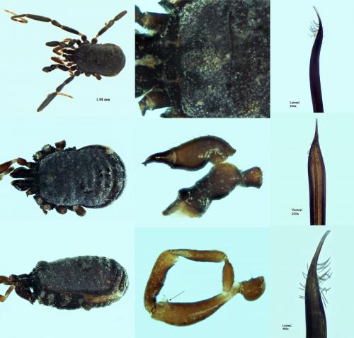 Nemastoma dentigerum